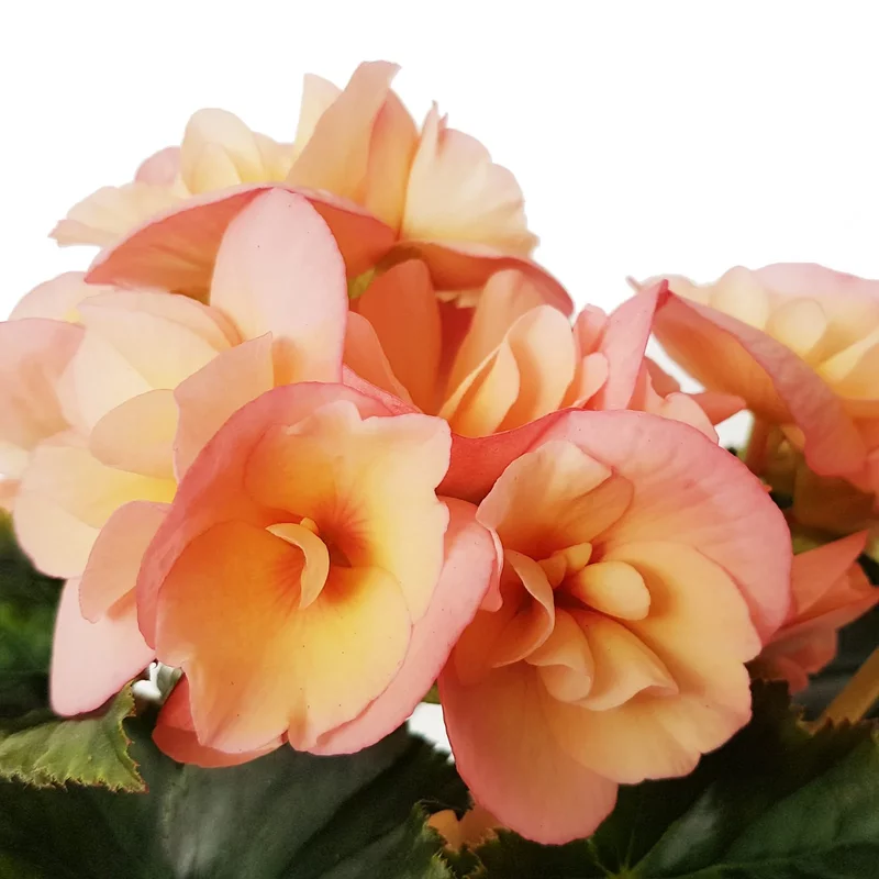 Begonia Elatior standard plus