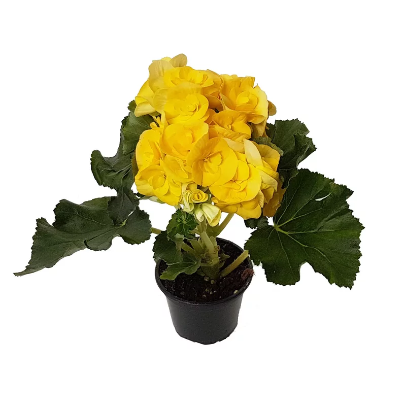 Begonia Elatior standard plus