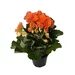 Begonia Elatior standard plus