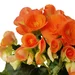 Begonia Elatior standard plus