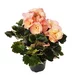 Begonia Elatior standard plus