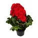 Begonia Elatior standard plus